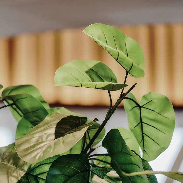 大きな緑の葉を持つ植物のクローズアップ、葉には影が落ち、背景には暖色系のカーテンがぼやけて見える